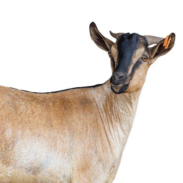 Widam - Fresh Somali Barbary Goat /Average weight Between 12 and 15 kg/