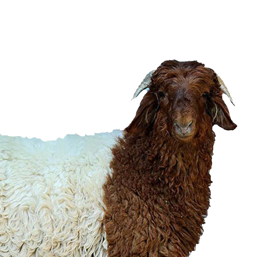 Fresh Arabic awasi Herfi Lamb/Average Weight Between 13 To 15 Kg