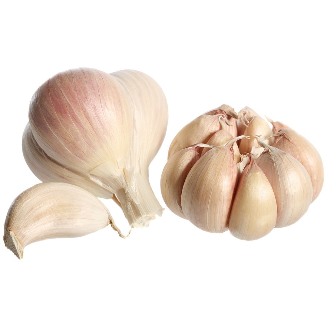 Garlic