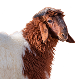 Lambs